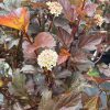 Coppery red leaves with small cream-colored flower clusters on a bushy ornamental shrub