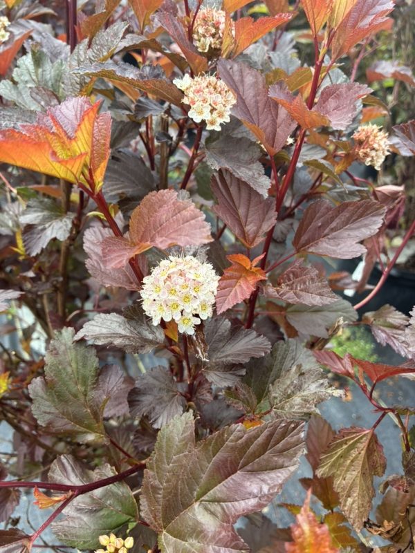 Coppery red leaves with small cream-colored flower clusters on a bushy ornamental shrub