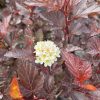 Purple-red leaves of an ornamental shrub with a small pale flower cluster.