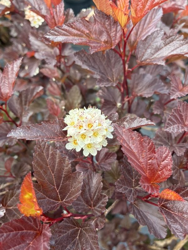 Purple-red leaves of an ornamental shrub with a small pale flower cluster.