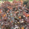 Purple-leaved ornamental shrub with small white flower clusters in a garden setting.