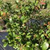 Close-up of a dense evergreen shrub with glossy green leaves and orange-red new growth, outdoors on a garden bed.