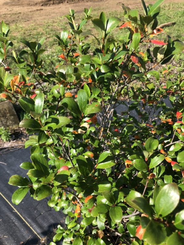Close-up of a dense evergreen shrub with glossy green leaves and orange-red new growth, outdoors on a garden bed.