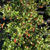 Dense shrub with glossy green oval leaves and orange-red new growth tips outside in bright light.