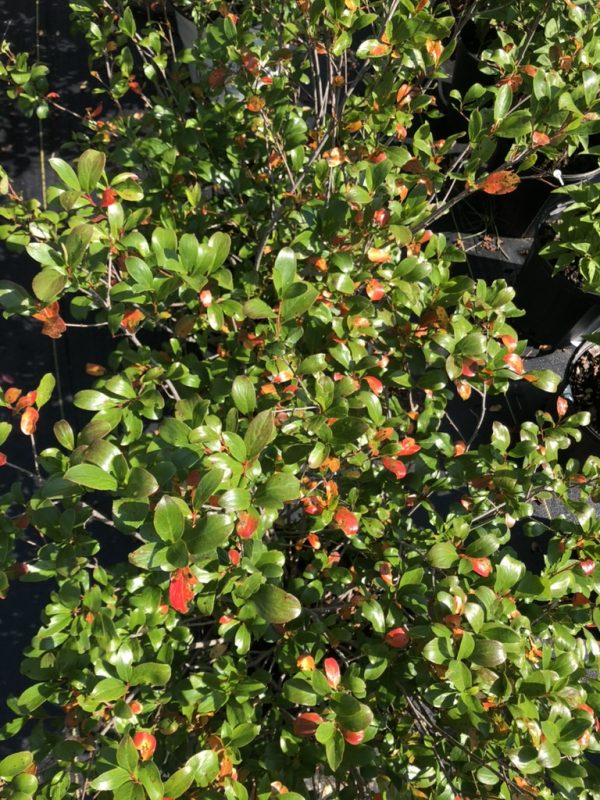 Dense shrub with glossy green oval leaves and orange-red new growth tips outside in bright light.