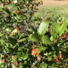 Close-up of glossy green shrub leaves with some orange-new growth tips outdoors.