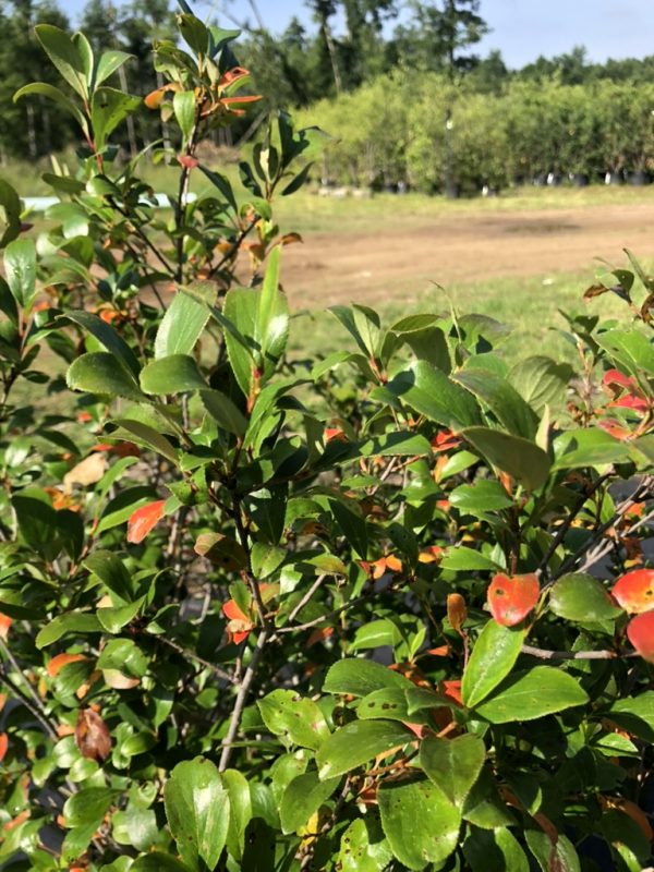 Close-up of a Photinia shrub with glossy green leaves and bright red new growth tips in a sunny garden setting.