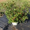 Potted evergreen shrub with glossy green leaves and orange-red new growth tips on black landscape fabric.