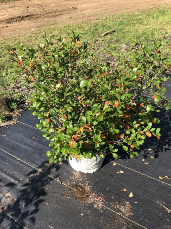 Potted evergreen shrub with glossy green leaves and orange-red new growth tips on black landscape fabric.