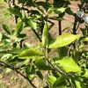 Close-up of bright green leaves on a woody shrub in a sunny garden.