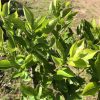 Close-up of bright green glossy leaves on a woody shrub in sunlight, with a blurred garden background