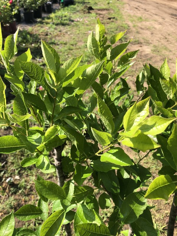 Close-up of bright green glossy leaves on a woody shrub in sunlight, with a blurred garden background