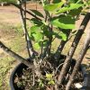 Multi‑stem young tree in a black pot outdoors, with bright green leaves and exposed soil around the stems.