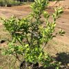 Young green-leafed tree in a black plastic pot on a dirt lot with construction-like soil and distant trees in the background.