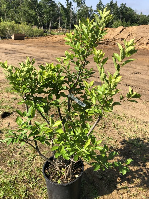 Young green-leafed tree in a black plastic pot on a dirt lot with construction-like soil and distant trees in the background.