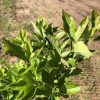 Close-up of bright green serrated leaves on a shrub with a dirt path background behind.