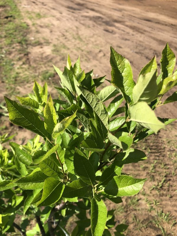 Close-up of bright green serrated leaves on a shrub with a dirt path background behind.