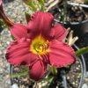 Close-up of a red daylily with a bright yellow throat in a pot near garden soil.