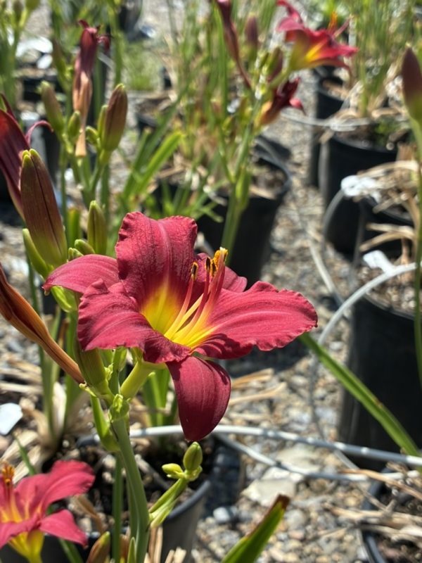 Close-up of a red daylily with a bright yellow throat among potted plants at a nursery center.