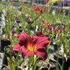 Close-up of a red daylily with a yellow throat, set against rows of potted plants and a greenhouse in the background.