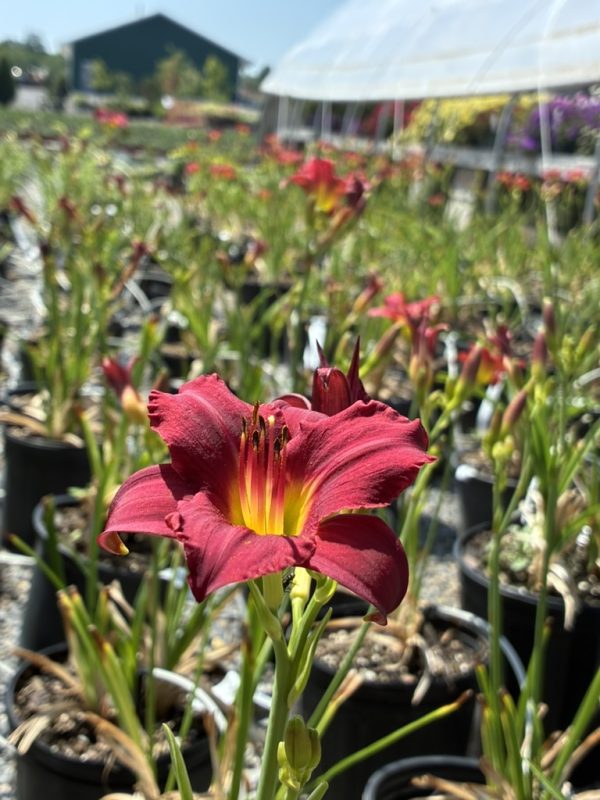 Close-up of a red daylily with a yellow throat, set against rows of potted plants and a greenhouse in the background.