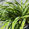 Potted plant with long, narrow, strap-like green leaves overlapping each other on a gravel surface outdoors