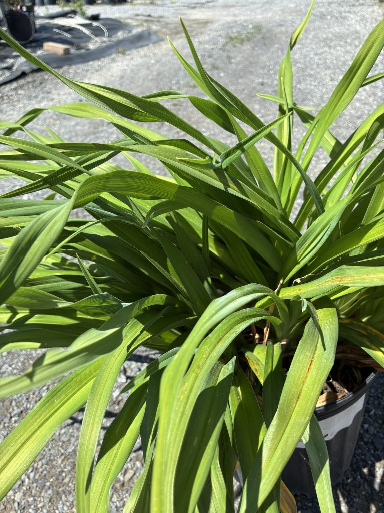 Pardon Me Daylily - Grasshopper Gardens