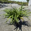 Potted green plant with long narrow leaves in a black container on a gravel lot, nursery trees and metal frames in the background.