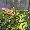 Pink flowering cluster on a green, serrated-leaf shrub in a black pot against a wooden fence backdrop