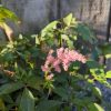 Pink flowering cluster on a green shrub with serrated leaves in a garden. (foreground bloom)