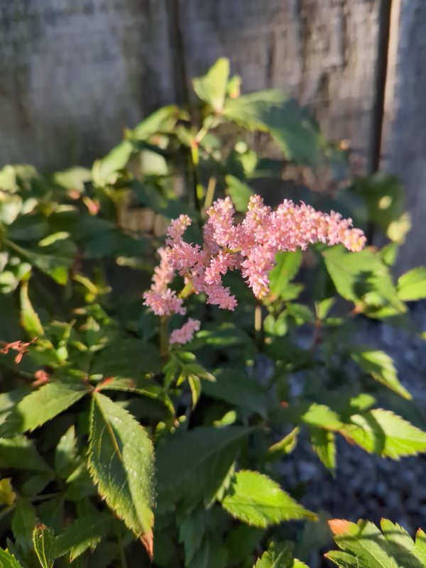 Close-up of pink flowering cluster with serrated green leaves and a blurred wooden fence in the background.