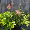 Pink flowering shrub in a black pot with green serrated leaves, set against a weathered wooden fence.