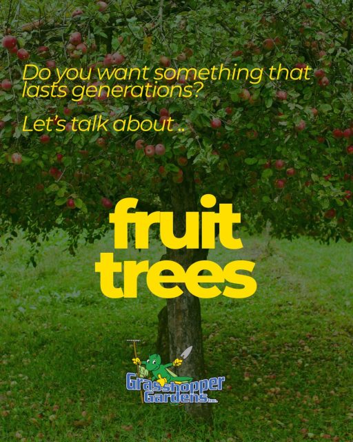 🍎🌳 Looking to Create Something That Lasts for Generations?

Plant a fruit tree.

Long after patios are built and flowers have come and gone, a fruit tree continues to grow, produce, and become part of your family's story. From summer harvests with the kids to fresh fruit picked right from your backyard, it's one of the most rewarding investments you can make in your landscape.

Some of our customer favorites include:

🍑 Toka Plum
🍎 Sweet Sixteen Apple
🍎 Frostbite Apple
🍒 Bing Cherry
🍐 Luscious Pear

Not only do fruit trees provide delicious harvests, but they also add beauty, shade, seasonal interest, and value to your property for years to come.

Whether you're planting a single tree or starting your own backyard orchard, now is the perfect time to get growing.

🌱 Shop our selection of fruit trees online today and start building a legacy that bears fruit for generations.

🛒 Browse our fruit tree collection today. https://bit.ly/4uDugSN

#GrasshopperGardens #FruitTrees #BackyardOrchard #AppleTrees #CherryTrees #PearTrees #PlumTrees #GardenGoals #ShopLocal #EnhanceYourLife #CapitalRegionNY