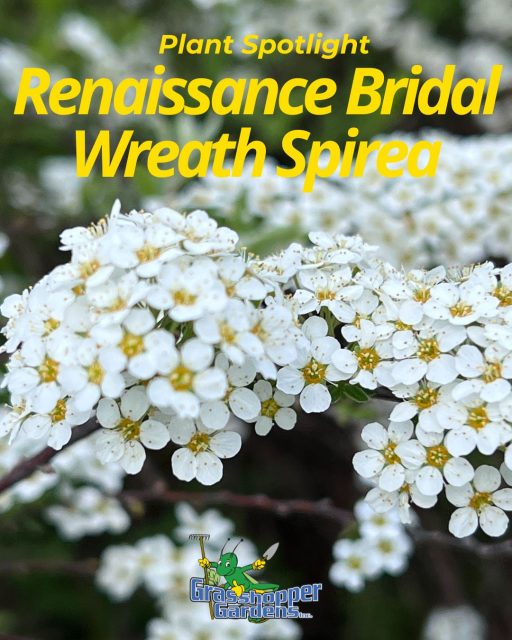 🌿 Plant Spotlight: Renaissance Bridal Wreath Spirea 🌿

Looking to add timeless beauty to your landscape?

The Renaissance Bridal Wreath Spirea is a showstopper each spring, covered in cascading white blooms that create an elegant, eye-catching display. Its graceful arching branches make it a perfect accent plant, foundation shrub, or addition to any landscape bed.

✨ Beautiful white blooms
✨ Low maintenance
✨ Great for borders and foundation plantings
✨ Adds season-long interest to your landscape

Whether you're refreshing an existing garden or starting from scratch, this classic favorite brings beauty year after year.

🛒 Shop online today and bring home a landscape favorite before it's gone! https://shop.grasshoppergardens.com/shop/shrubs/deciduous-shrub/renaissance-bridal-wreath-spirea/

#GrasshopperGardens #PlantSpotlight #BridalWreathSpirea #LandscapeDesign #GardenInspiration #EnhanceYourLife #ShopLocal #CapitalRegionNY