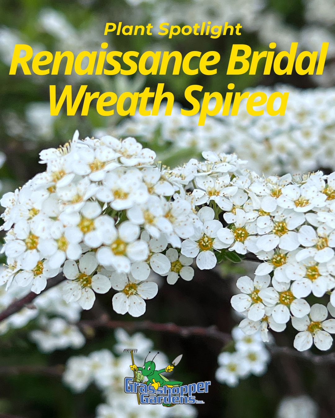 🌿 Plant Spotlight: Renaissance Bridal Wreath Spirea 🌿

Looking to add timeless beauty to your landscape?

The Renaissance Bridal Wreath Spirea is a showstopper each spring, covered in cascading white blooms that create an elegant, eye-catching display. Its graceful arching branches make it a perfect accent plant, foundation shrub, or addition to any landscape bed.

✨ Beautiful white blooms
✨ Low maintenance
✨ Great for borders and foundation plantings
✨ Adds season-long interest to your landscape

Whether you're refreshing an existing garden or starting from scratch, this classic favorite brings beauty year after year.

🛒 Shop online today and bring home a landscape favorite before it's gone! https://shop.grasshoppergardens.com/shop/shrubs/deciduous-shrub/renaissance-bridal-wreath-spirea/

#GrasshopperGardens #PlantSpotlight #BridalWreathSpirea #LandscapeDesign #GardenInspiration #EnhanceYourLife #ShopLocal #CapitalRegionNY