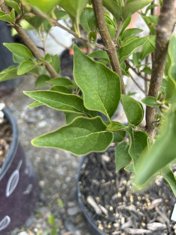 Close-up of green, glossy leaves on woody stems; garden plant in focus with blurred background.