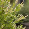 Close-up of a leafy shrub with variegated light-yellow new growth and green leaves.