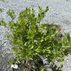 Small, dense evergreen shrub with glossy green oval leaves in a black pot on a gravel surface in a nursery lot.