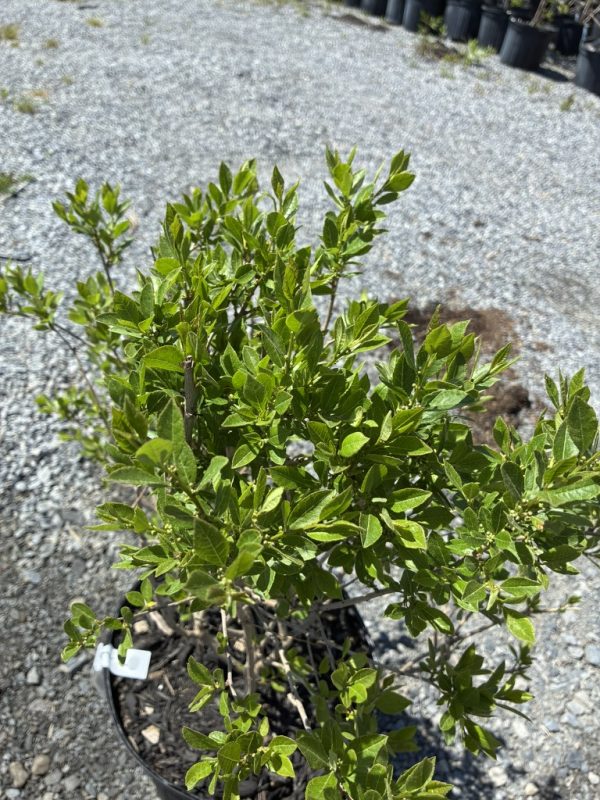 Small, dense evergreen shrub with glossy green oval leaves in a black pot on a gravel surface in a nursery lot.