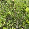 Green flowering shrub with small white blossoms along woody stems and dense oval leaves in bright daylight.