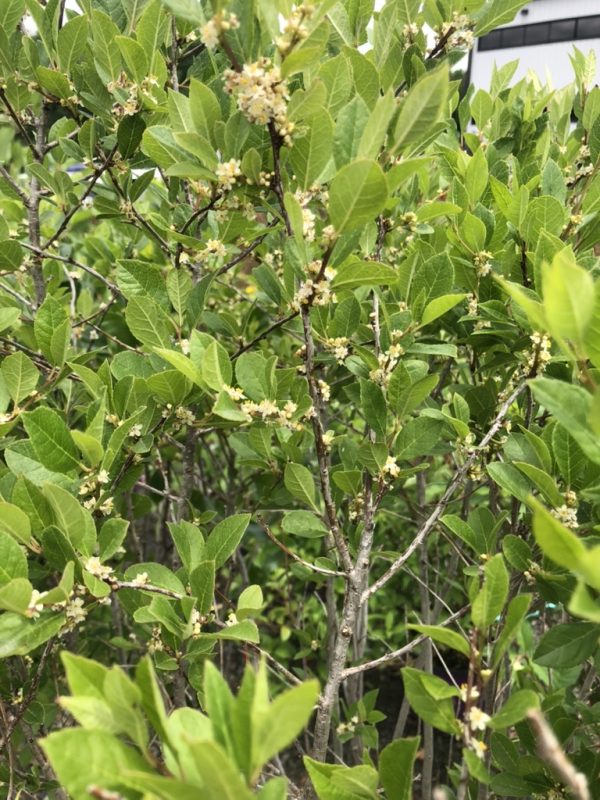 Green flowering shrub with small white blossoms along woody stems and dense oval leaves in bright daylight.