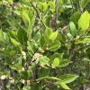Close-up of a leafy green shrub with small white flowers along its brown branches in springtime.