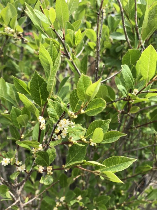Close-up of a leafy green shrub with small white flowers along its brown branches in springtime.