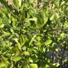 Close-up of a dense shrub with bright green, small oval leaves and reddish stems in sunlight.