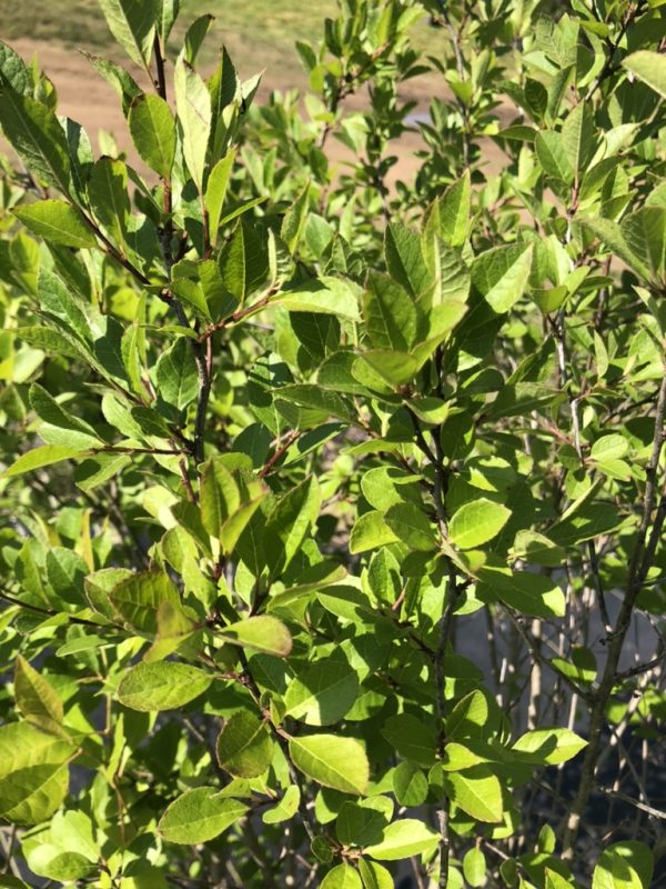 Close-up of a dense shrub with bright green, small oval leaves and reddish stems in sunlight.