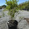 Potted shrub with glossy green leaves sits on gravel at a plant nursery, with rows of pots in the background.