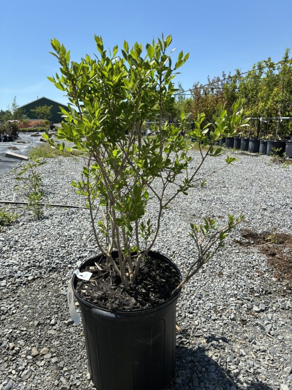 Potted shrub with glossy green leaves sits on gravel at a plant nursery, with rows of pots in the background.