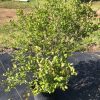 Bushy green shrub in a black nursery pot on black landscape fabric, dense small oval leaves filled with new growth.