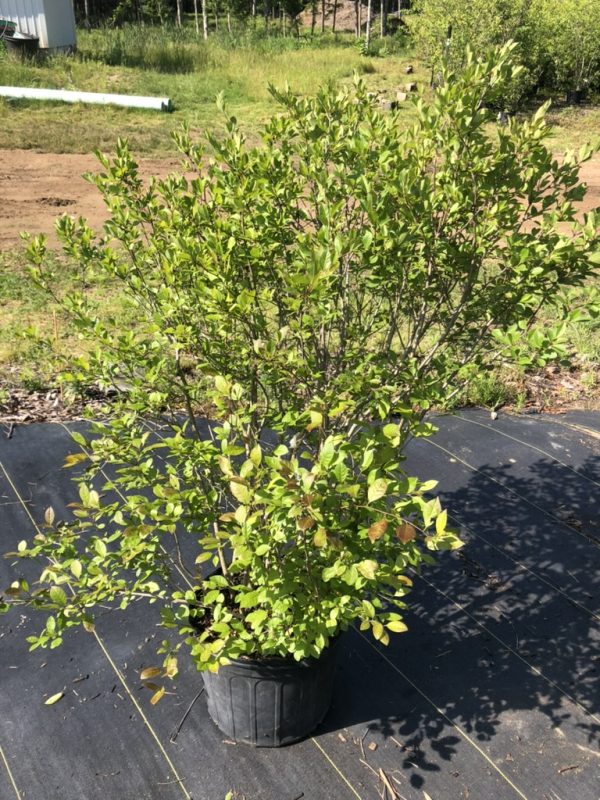 Bushy green shrub in a black nursery pot on black landscape fabric, dense small oval leaves filled with new growth.