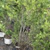 Shrubs with multiple slender trunks in a black pot, lush green foliage at a nursery sale.